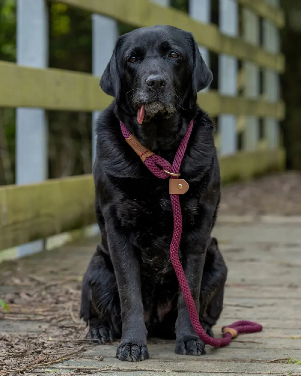 Ruff & Tumble Dog Clip Leads